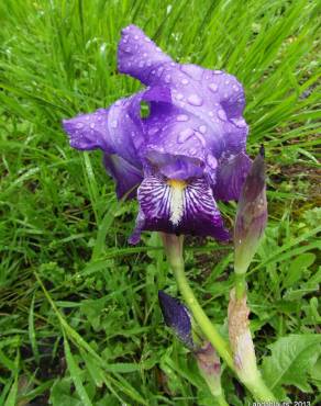 Fotografia 11 da espécie Iris germanica no Jardim Botânico UTAD
