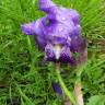 Fotografia 11 da espécie Iris germanica do Jardim Botânico UTAD