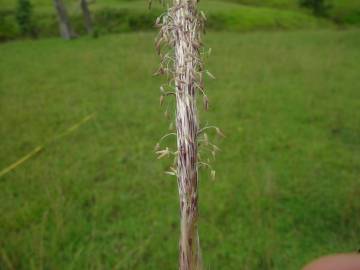 Fotografia da espécie Imperata cylindrica