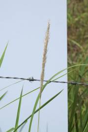 Fotografia da espécie Imperata cylindrica