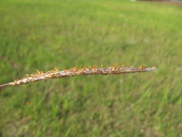 Fotografia da espécie Imperata cylindrica