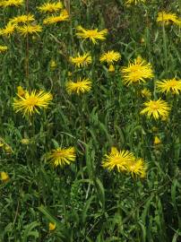 Fotografia da espécie Inula salicina