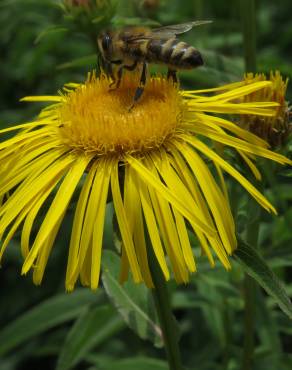 Fotografia 4 da espécie Inula salicina no Jardim Botânico UTAD