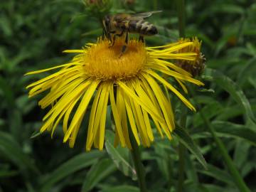 Fotografia da espécie Inula salicina