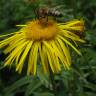 Fotografia 4 da espécie Inula salicina do Jardim Botânico UTAD