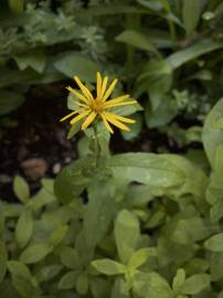 Fotografia da espécie Inula salicina