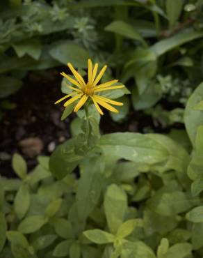 Fotografia 5 da espécie Inula salicina no Jardim Botânico UTAD