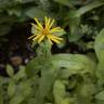 Fotografia 5 da espécie Inula salicina do Jardim Botânico UTAD