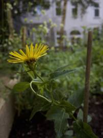 Fotografia da espécie Inula salicina