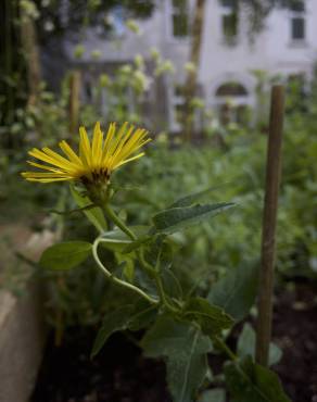 Fotografia 6 da espécie Inula salicina no Jardim Botânico UTAD