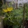 Fotografia 6 da espécie Inula salicina do Jardim Botânico UTAD