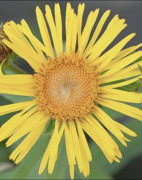 Fotografia 7 da espécie Inula salicina no Jardim Botânico UTAD