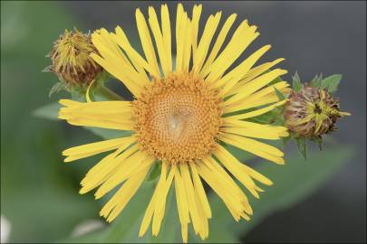 Fotografia da espécie Inula salicina