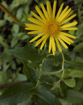 Fotografia 8 da espécie Inula salicina no Jardim Botânico UTAD