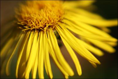 Fotografia da espécie Inula salicina