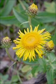 Fotografia da espécie Inula salicina