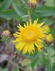 Inula salicina