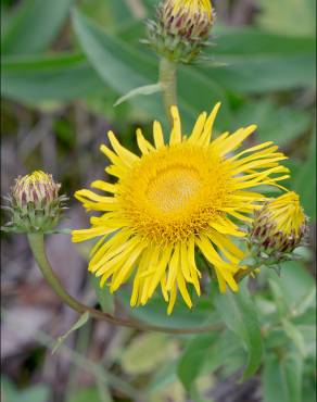 Fotografia 1 da espécie Inula salicina no Jardim Botânico UTAD