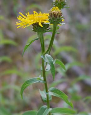 Fotografia 10 da espécie Inula salicina no Jardim Botânico UTAD