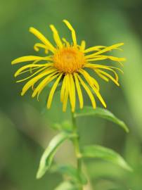 Fotografia da espécie Inula salicina