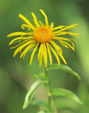 Fotografia 11 da espécie Inula salicina no Jardim Botânico UTAD