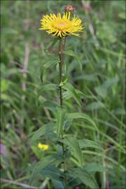 Fotografia da espécie Inula salicina