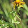 Fotografia 13 da espécie Inula salicina do Jardim Botânico UTAD