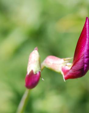 Fotografia 8 da espécie Lathyrus clymenum no Jardim Botânico UTAD