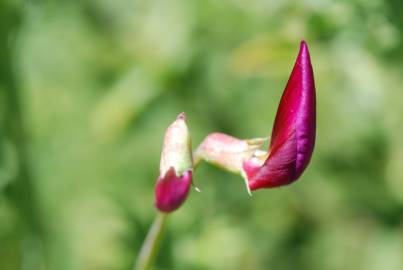 Fotografia da espécie Lathyrus clymenum