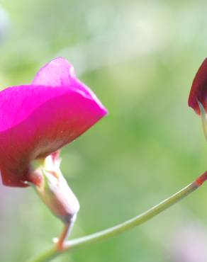 Fotografia 9 da espécie Lathyrus clymenum no Jardim Botânico UTAD