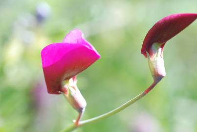 Fotografia da espécie Lathyrus clymenum