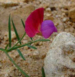 Fotografia da espécie Lathyrus clymenum