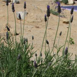 Fotografia da espécie Lavandula dentata