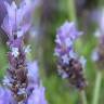 Fotografia 11 da espécie Lavandula dentata do Jardim Botânico UTAD