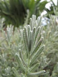 Fotografia da espécie Lavandula dentata