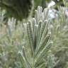 Fotografia 12 da espécie Lavandula dentata do Jardim Botânico UTAD