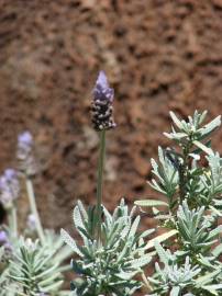 Fotografia da espécie Lavandula dentata