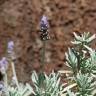 Fotografia 13 da espécie Lavandula dentata do Jardim Botânico UTAD