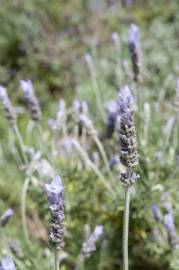 Fotografia da espécie Lavandula dentata