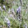 Fotografia 14 da espécie Lavandula dentata do Jardim Botânico UTAD