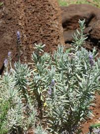 Fotografia da espécie Lavandula dentata