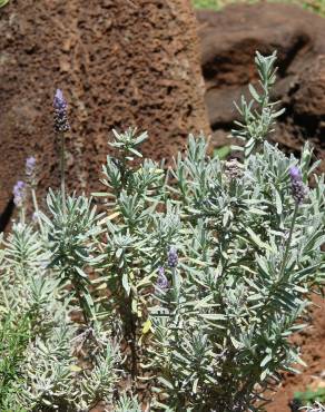 Fotografia 15 da espécie Lavandula dentata no Jardim Botânico UTAD