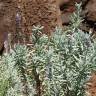 Fotografia 15 da espécie Lavandula dentata do Jardim Botânico UTAD