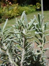 Fotografia da espécie Lavandula dentata