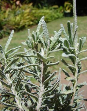 Fotografia 16 da espécie Lavandula dentata no Jardim Botânico UTAD