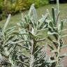 Fotografia 16 da espécie Lavandula dentata do Jardim Botânico UTAD