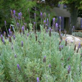 Fotografia da espécie Lavandula dentata