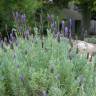 Fotografia 17 da espécie Lavandula dentata do Jardim Botânico UTAD