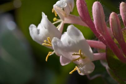 Fotografia da espécie Lonicera implexa