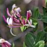 Fotografia 6 da espécie Lonicera implexa do Jardim Botânico UTAD